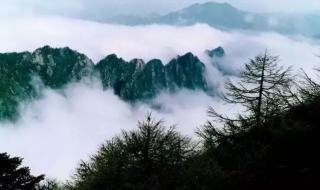 镇安木王森林公园 镇安木王森林公园